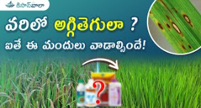 rice blast in paddy telugu for indian farmers